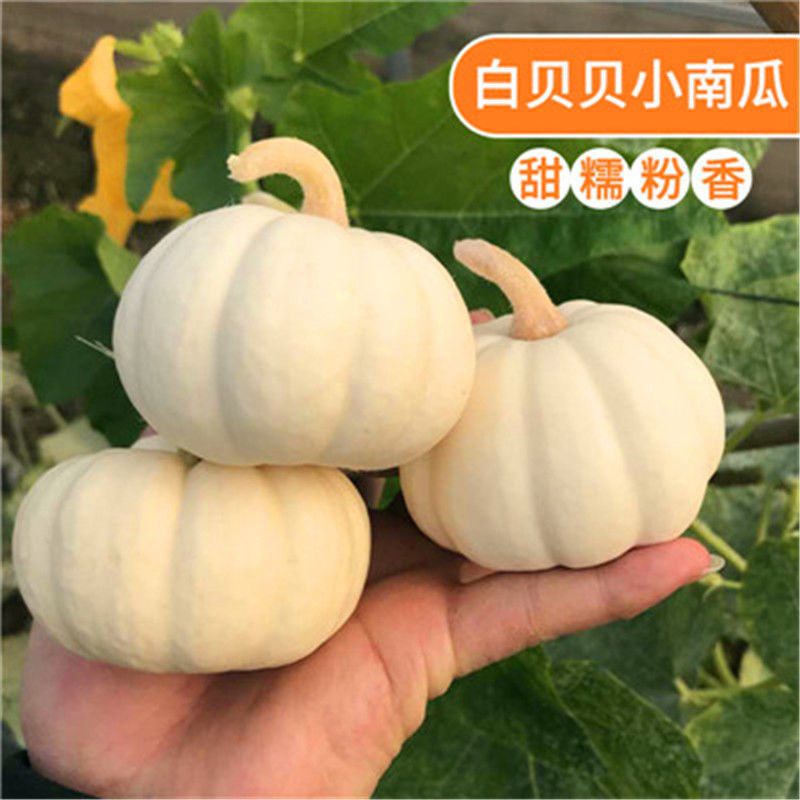 绿贝贝迷你高产甜糯小南瓜种子板栗味阳台盆栽庭院四季播蔬菜种子