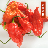 博多客 特产芒市涮涮辣 100g 干辣椒印度魔鬼辣椒王超辣断魂椒象鼻椒特辣辣子