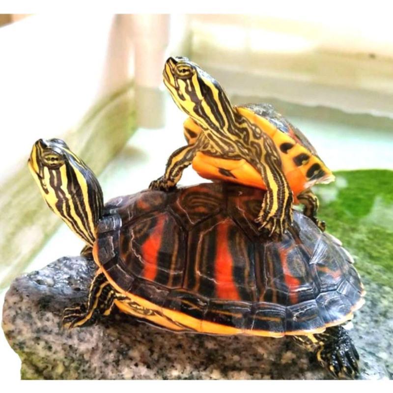 3-4厘米左右精品 1个单身龟 火焰龟家养外塘宽纹火焰龟碌火焰龟苗素食