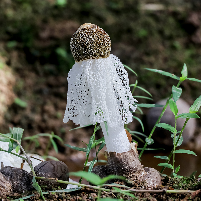 拾誉竹荪100g古田竹笙农家自种新鲜无硫熏竹孙菌菇福建特产干货