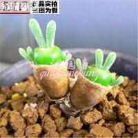 盆栽绿植花卉景天科多肉植物生石花多肉種子