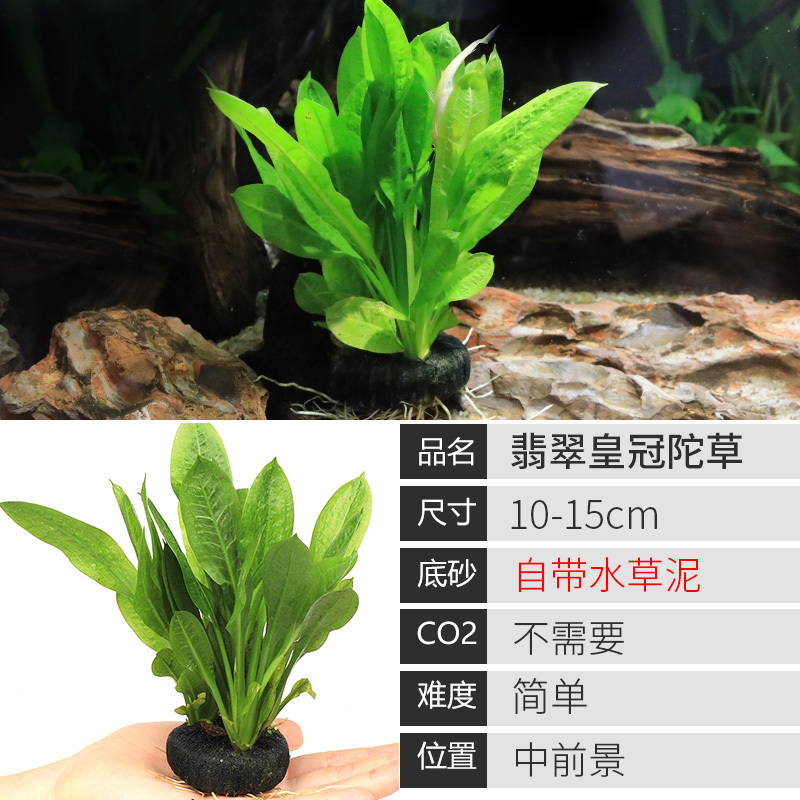 鱼缸造景莫斯沉木水榕无土植物懒人增氧真水草趴地矮珍珠陀草