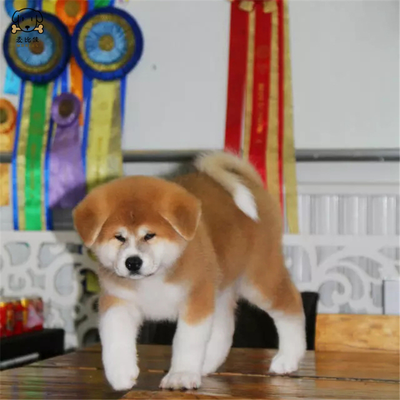 麦比佳秋田犬纯种秋田犬幼犬中大型秋田犬狗狗活体血统级精品日系秋田日本赛级秋田家庭犬视频挑选包健康秋田柴犬