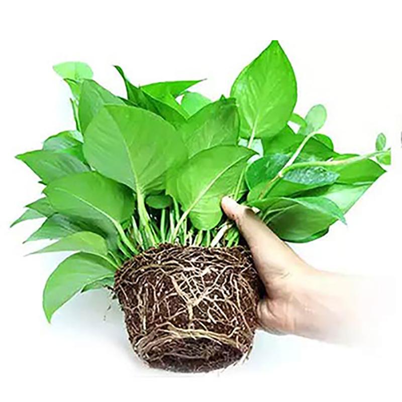 [望春花][55株原盆储水精品绿萝]绿萝盆栽植物花卉办公室净化空气吸收苯 三氯乙烯 甲醛