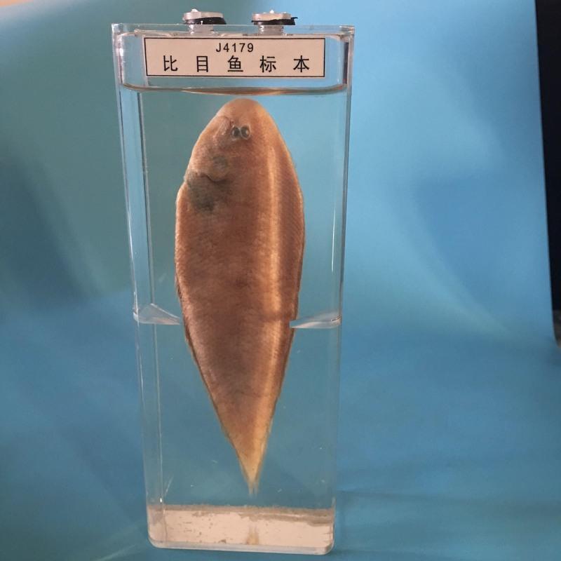 大蜘蛛 真实动物标本盒海洋生物鲨鱼鲫鱼海螺蜗牛壁虎蛇蜘蛛蛙的发育浸