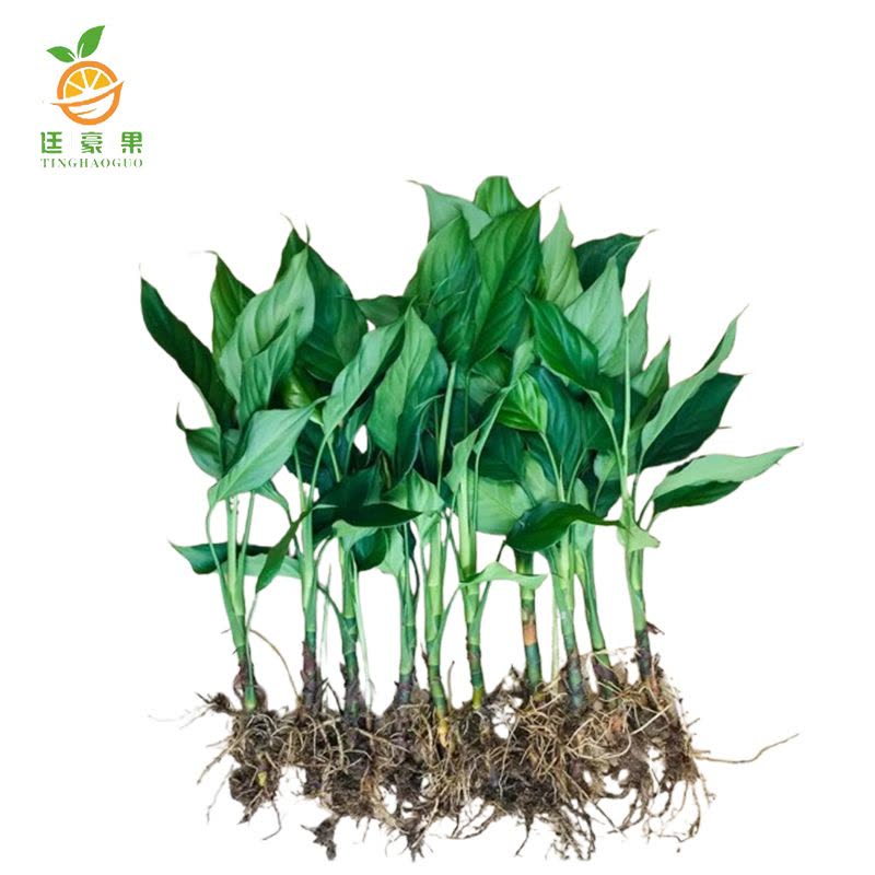 廷豪果 精品天鹅绒 60cm图片