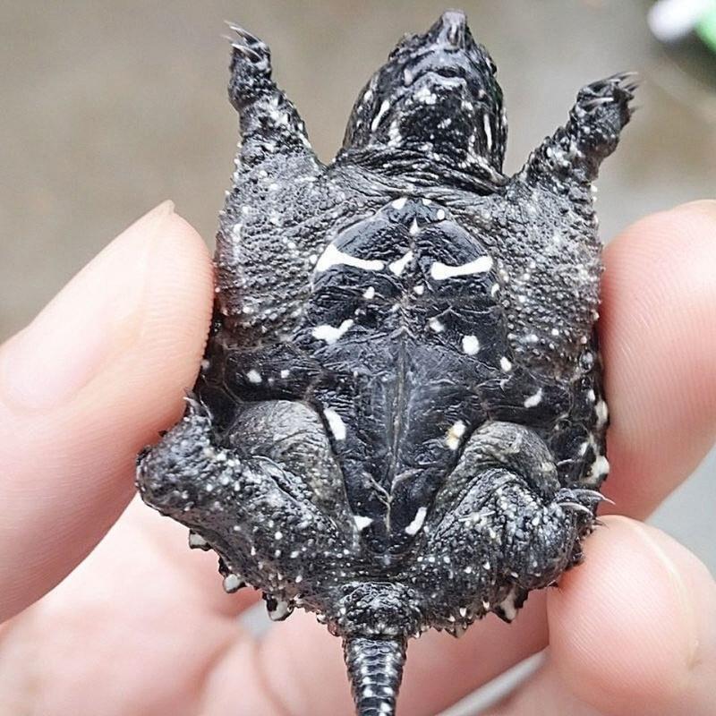 造景 龟粮 苔藓(不包含龟龟) 杂佛苗子,凶猛鳄龟苗.霸气鳄龟苗.