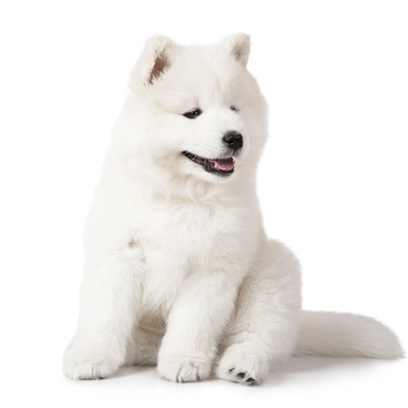 纯种哈多利系球体博美犬活体动物茶杯博美犬日系俊杰双血统长不大的