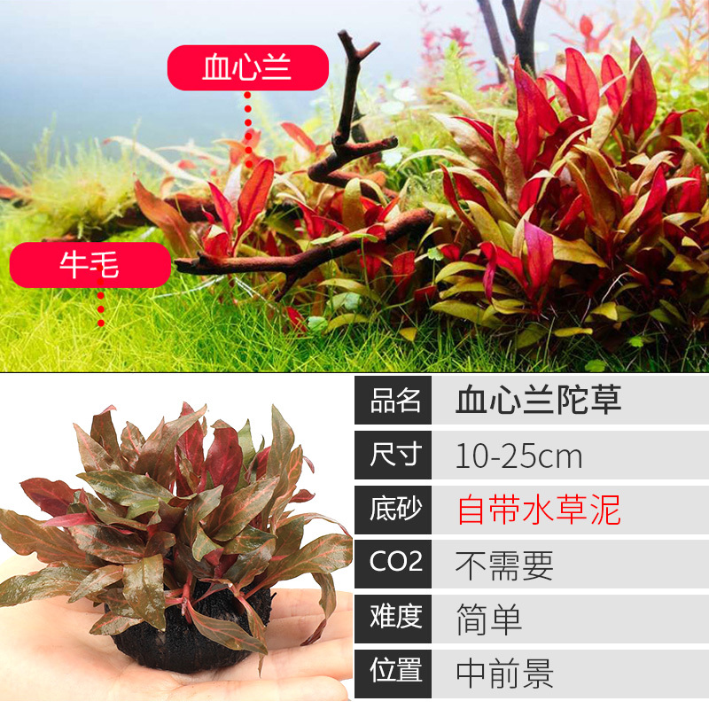 大九叶皇冠草真水草鱼缸装饰懒人水草淡水有茎类中后景性草