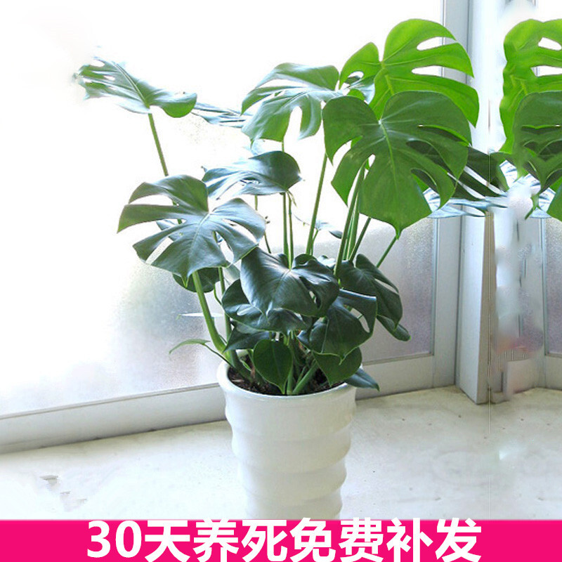 古达龟背竹植物大盆栽摆件卧室室内客厅仙洞龟水培绿植