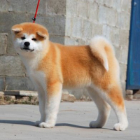 正规犬舍繁殖出售纯种日本秋田幼犬中华田园犬幼犬活体宠物狗视频秋田犬幼犬活体秋田活体日本秋田犬八公犬秋田犬狗狗日本狗宠物狗
