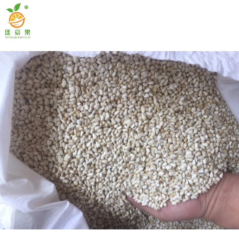 廷豪果 高一串红花籽 一串红花种子 500粒/包高清大图