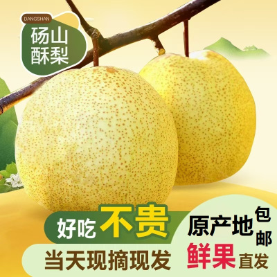 (买3斤送2斤)安徽砀山酥梨香梨整箱5斤梨子新鲜当季果园直采砀山脆梨水果整箱礼盒装整箱中秋礼品公司福利