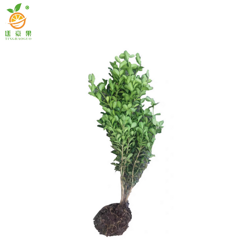 廷豪果 小叶黄杨树苗 高60-70cm 50棵/捆高清大图