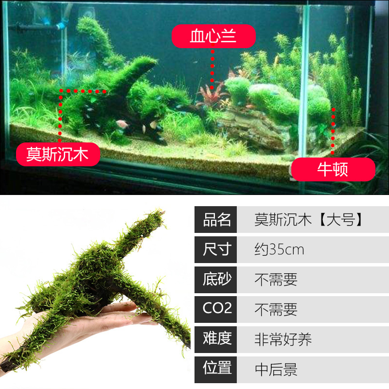 大九叶皇冠草真水草鱼缸装饰懒人水草淡水有茎类中后景性草
