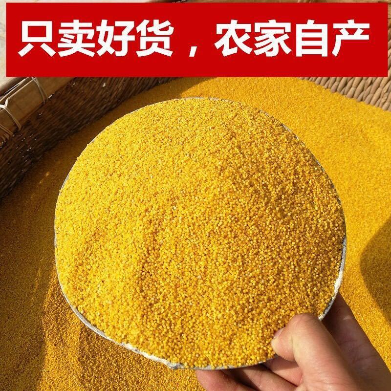 新米山西黄小米 新食用小黄米月子米宝宝米农家杂粮 黄小米5斤装