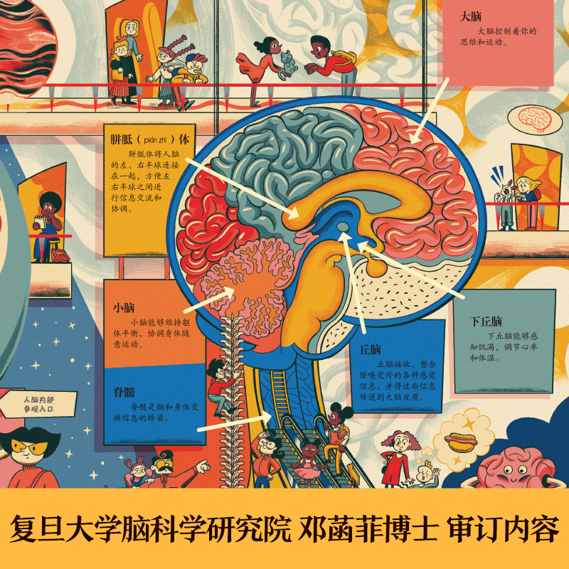[正版] 揭秘翻翻书系列揭秘大脑儿童3D立体翻翻书3-6-8-10岁以上小学生科普百科全书科普启蒙故事机关绘本高清大图