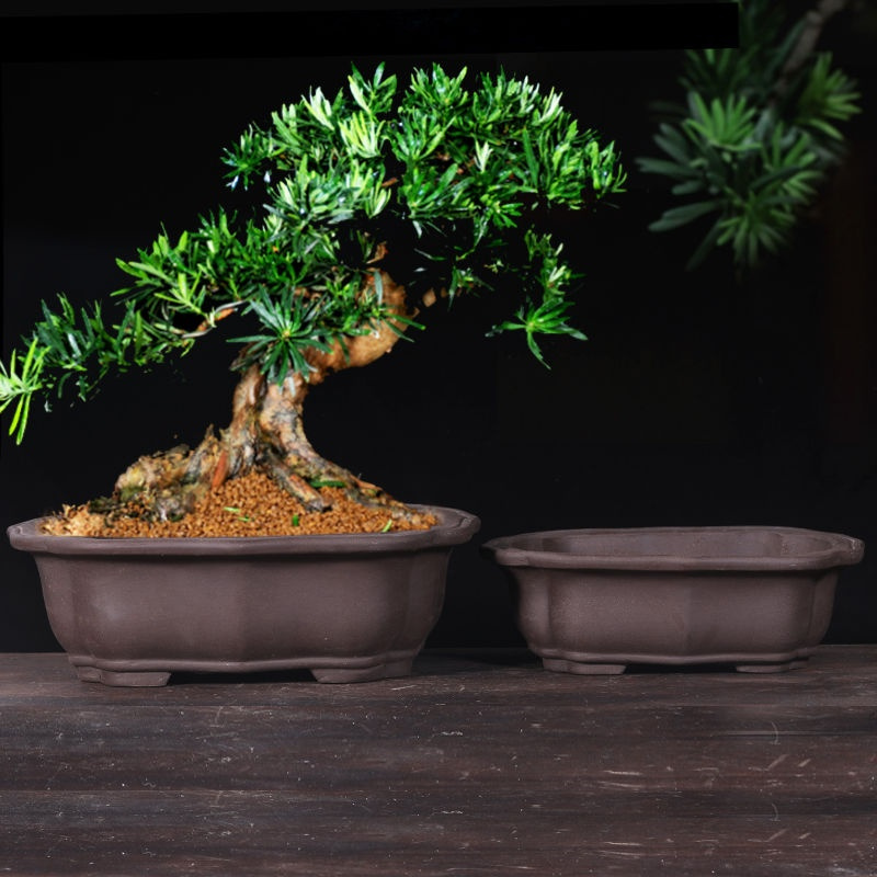 花盆2021新款特大号长方形盆景花盆紫砂花盆特价陶瓷花盆清仓处理 紫色 24cm海棠花盆 紫砂_尺寸如图所示