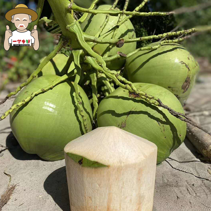 一贤生鲜预售海南带皮椰青热带椰子4个装新鲜带皮椰子营养美味西沛