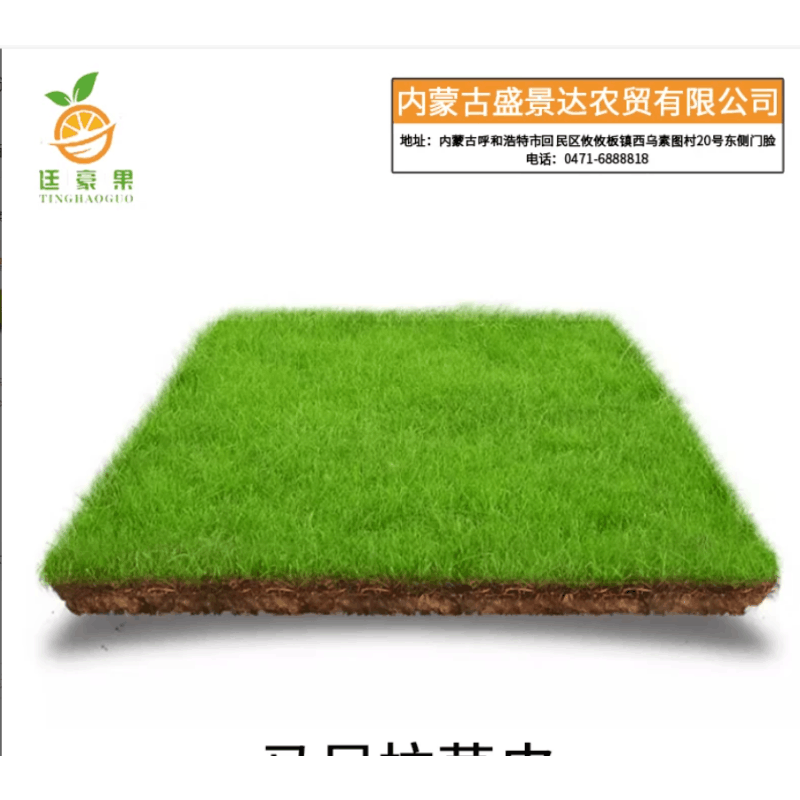 廷豪果 马尼拉草皮 园林绿化草皮 100*100cm /平方米图片