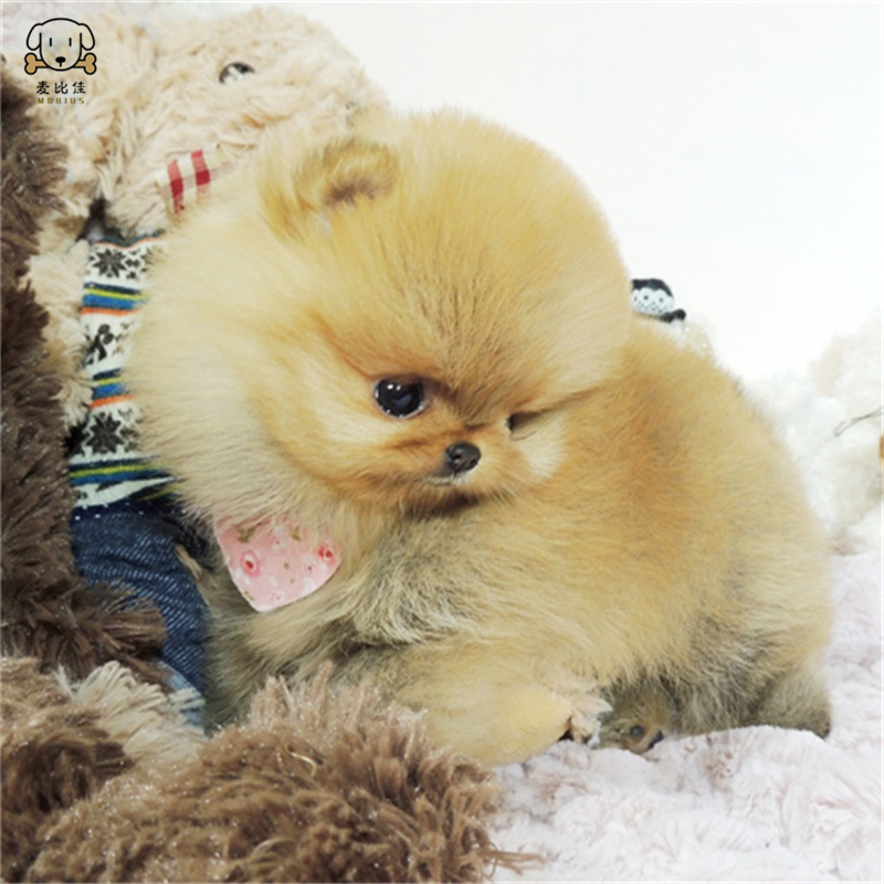 麦比佳 狗狗活体 纯种博美犬幼犬活体宠物狗狗哈多利系球体博美狗 玩具型博美犬茶杯犬长不大博美日系俊介犬 视频挑选高清大图