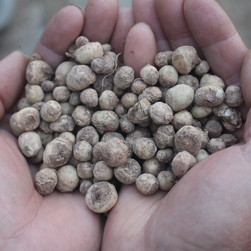 半夏种子材半夏水洗直径12种球小叶旱半夏种球手选货精品