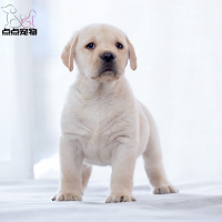 【点点宠物】宠物狗狗 纯种拉布拉多犬幼犬 血统级拉布拉多 短毛家养健康宠物狗高智商导盲犬 黄色奶白色黑色可视频挑选