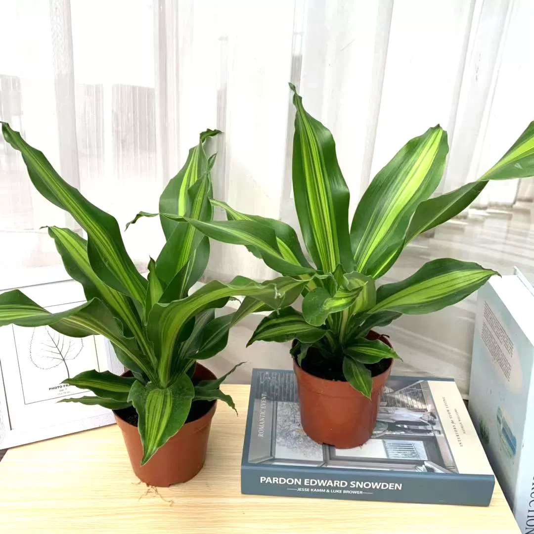 诚智旺 金心也门铁 50cm/盆高清大图