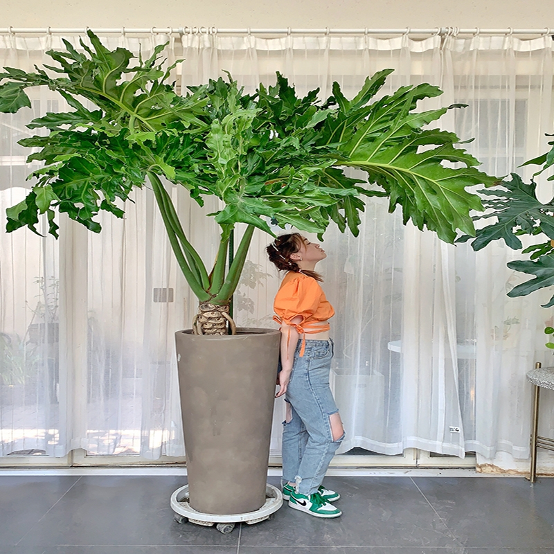 回固龙鳞春羽老桩盆栽室内大型绿植北欧网红室内客厅吸甲醛观叶植物