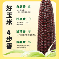 十月稻田黑糯玉米1.76kg