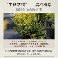 浅香扁柏氨基酸洗发水750g(单位:瓶)