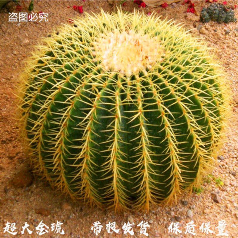 仙人球美国美虎仙人球狂刺办公室防辐射美虎仙人球盆栽 金虎7-8公分 裸根不带土