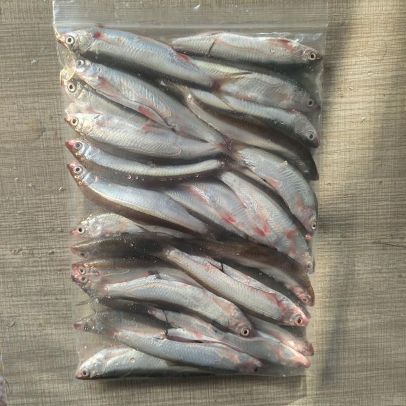 赛卡伊新鲜小杂鱼新鲜刁子鱼淡水小杂鱼去鳞去内脏小白条鱼餐条鱼去鳞