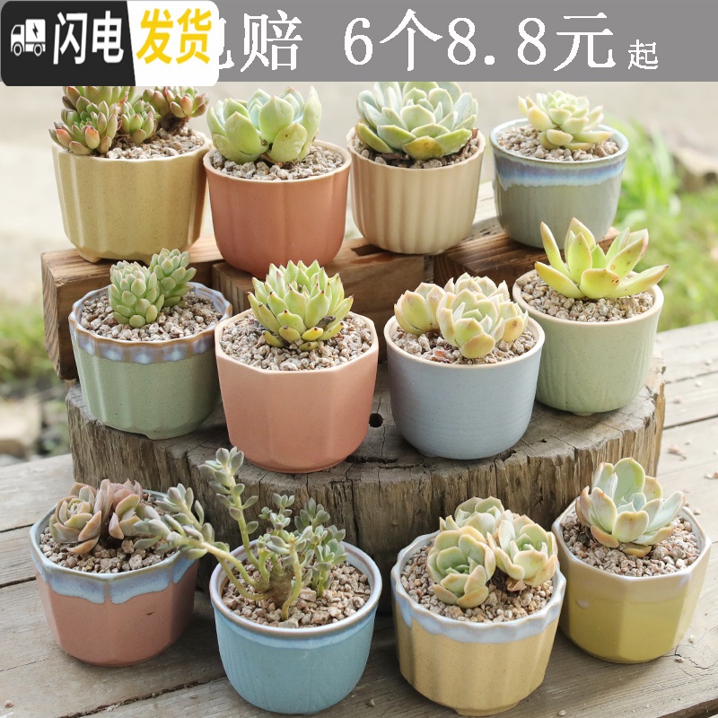 三维工匠麦饭石多肉花盆陶瓷手绘粗陶复古爆裂创意大老桩盆栽室内 浅绿色老桩房子随机4个 中等花盆容器高清大图