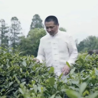 乔制白 国茶 2018年寿眉 紧压白茶 5g(品鉴装)