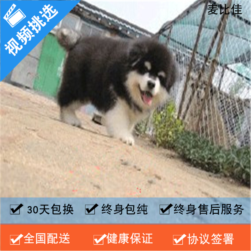 麦比佳 纯种巨型阿拉斯加幼犬活体宠物 熊版十字脸阿拉斯加雪橇犬 双血统烟灰色桃脸阿拉斯加幼崽 巨大型雪橇犬阿拉斯加犬高清大图