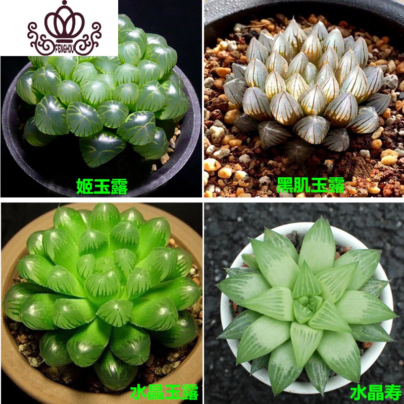 封后贵货多肉植物含盆含土组合盆栽套装肉肉植物室内花卉绿植大型 4种玉露栽好发货 不含盆图片 高清实拍大图 苏宁易购