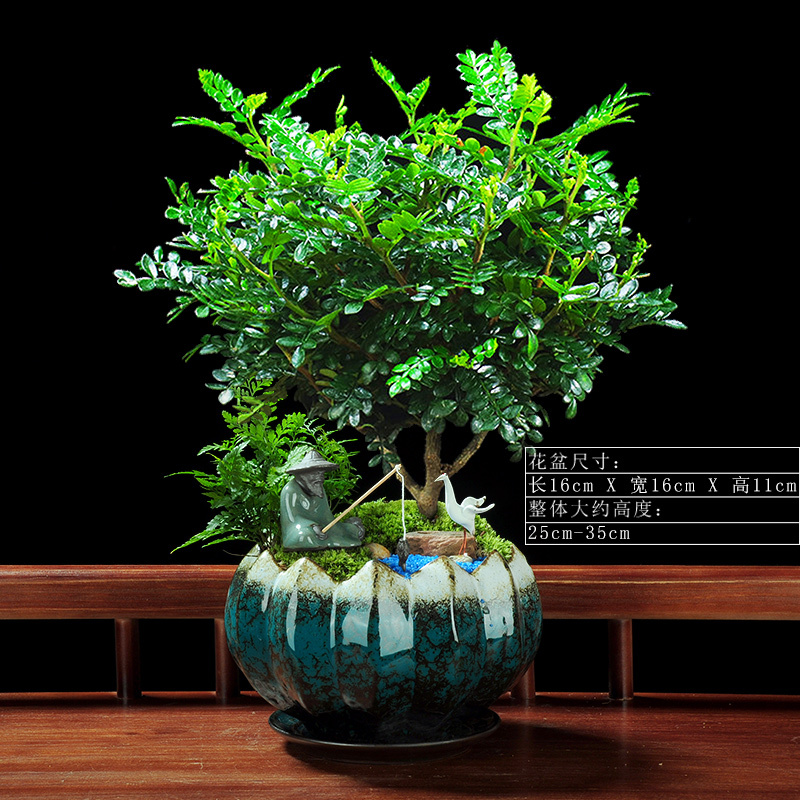 回固园艺用品回固室内好养花卉清香木屋内绿植盆栽苗四季常青盆景客厅花驱蚊植物垂钓清香型 钓鱼翁 圆托盘带盆栽 好 价格图片品牌报价 苏宁易购益润园艺用品专营店