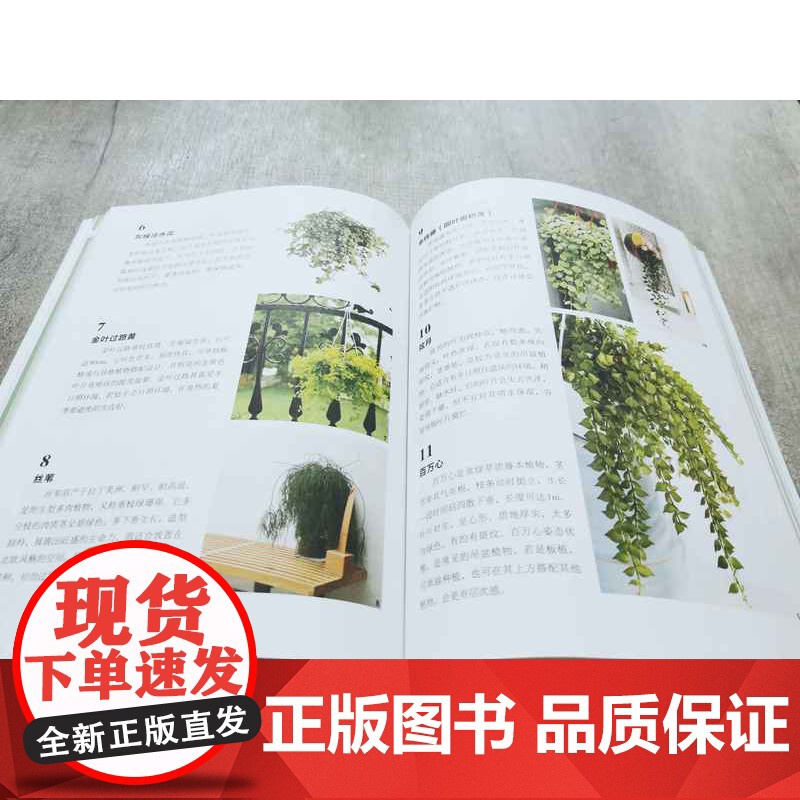 绿植风格墙:用板植打造壁面花园 作者:花草游戏编辑 部、苔哥著高清大图