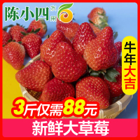 40+长丰红颜草莓 3斤 大草莓 奶油草莓 新鲜水果 陈小四水果