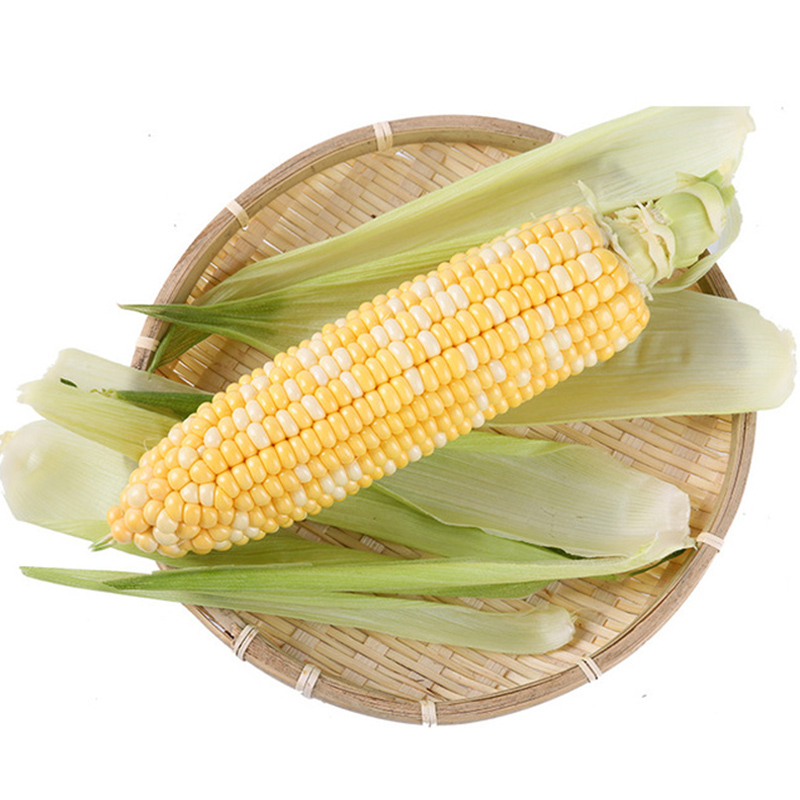 云南水果玉米4.5斤 约4-9根左右新鲜玉米鲜货蔬菜甜脆包谷鲜嫩多汁