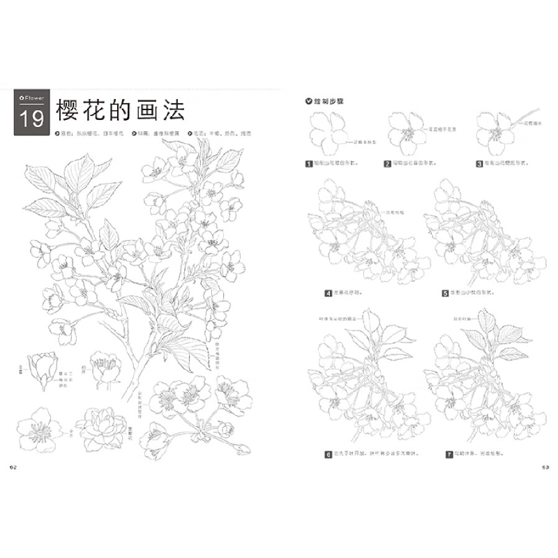 正版新书]铅笔线描技法 七十种花卉的素描图绘(绘客出品)冯璐高清大图