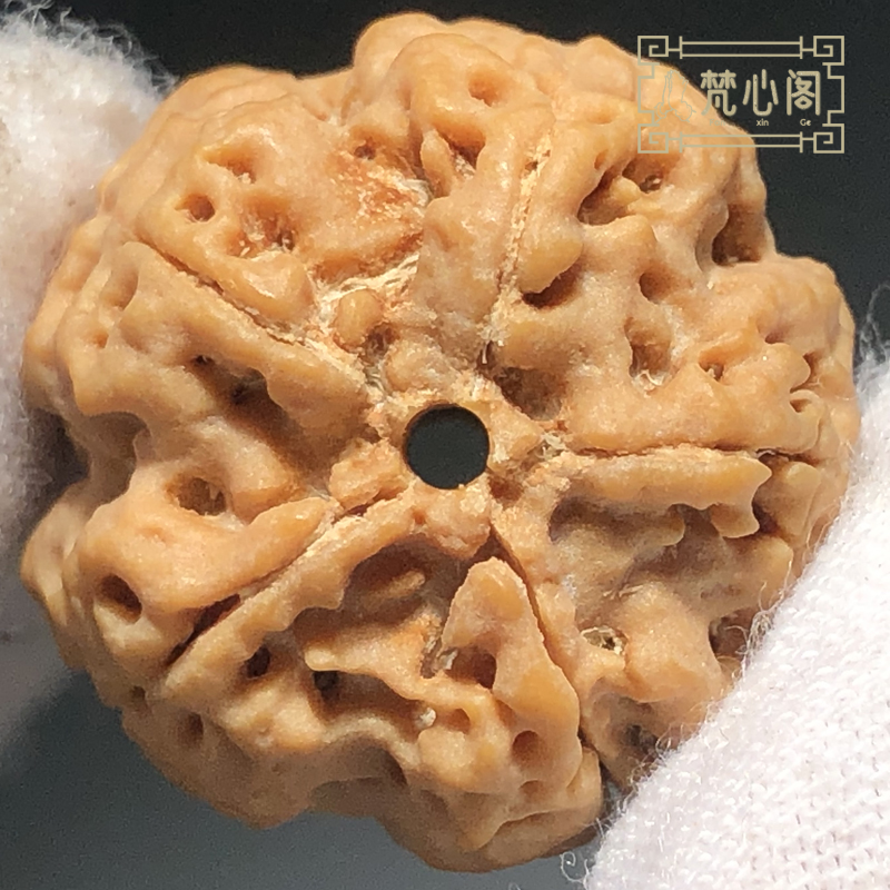 [梵心阁]五星爆肉双龙尼泊尔大金刚菩提手串男士菩提子原籽文玩佛珠送礼 21mm爆肉双龙纹