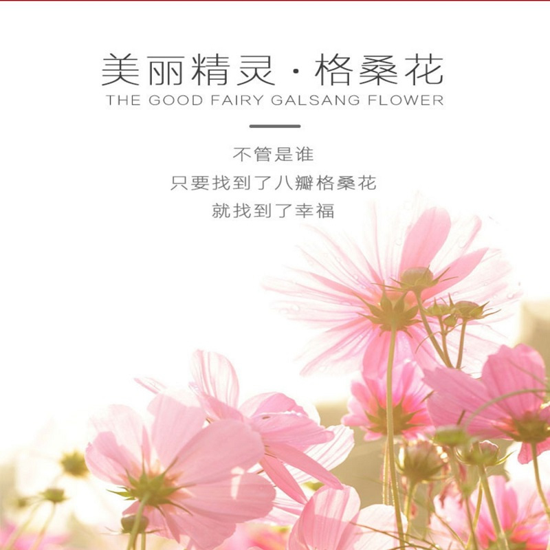 惠居尚品 七彩野花花种子(100克+2包肥)