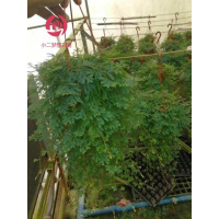 翠云变色龙盆栽新奇植物室内客厅兰去甲醛观叶绿植大盆变色叶