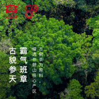 【一饼】大益茶 春秋大义義 班章古树茶（2001批次）老班章357普洱茶熟茶2020年云南七子饼茶 茶叶