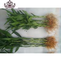 封后有根富贵竹室内庭院土培水培地栽观音竹红竹花卉绿植盆栽树木 (7棵有根)50-60公分 不含盆