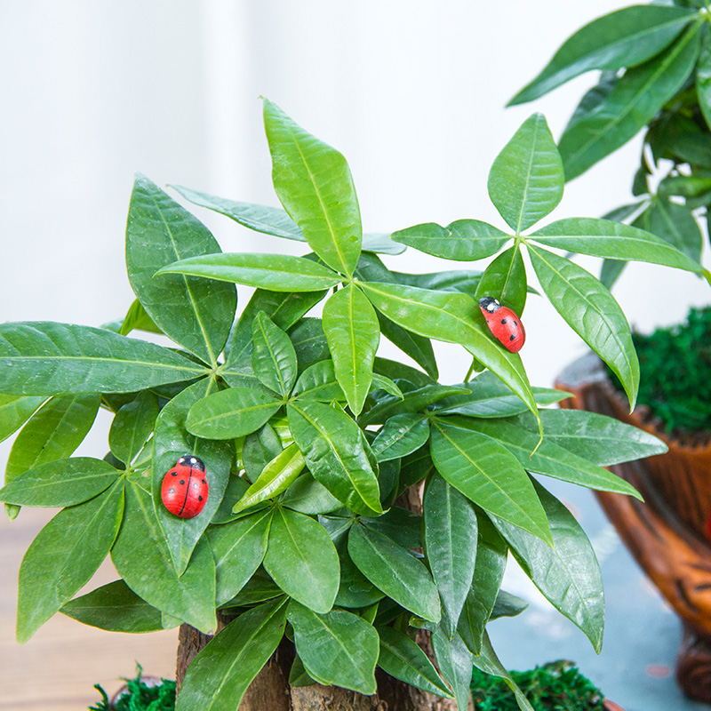 装饰必备发财树盆栽室内花卉盆栽办公室招财盆栽发财树花卉单杆发财树