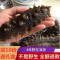 君旺海鲜 淡干海参大连海鲜水产干货特产底播50g6年龄以上辽参刺参送礼盒