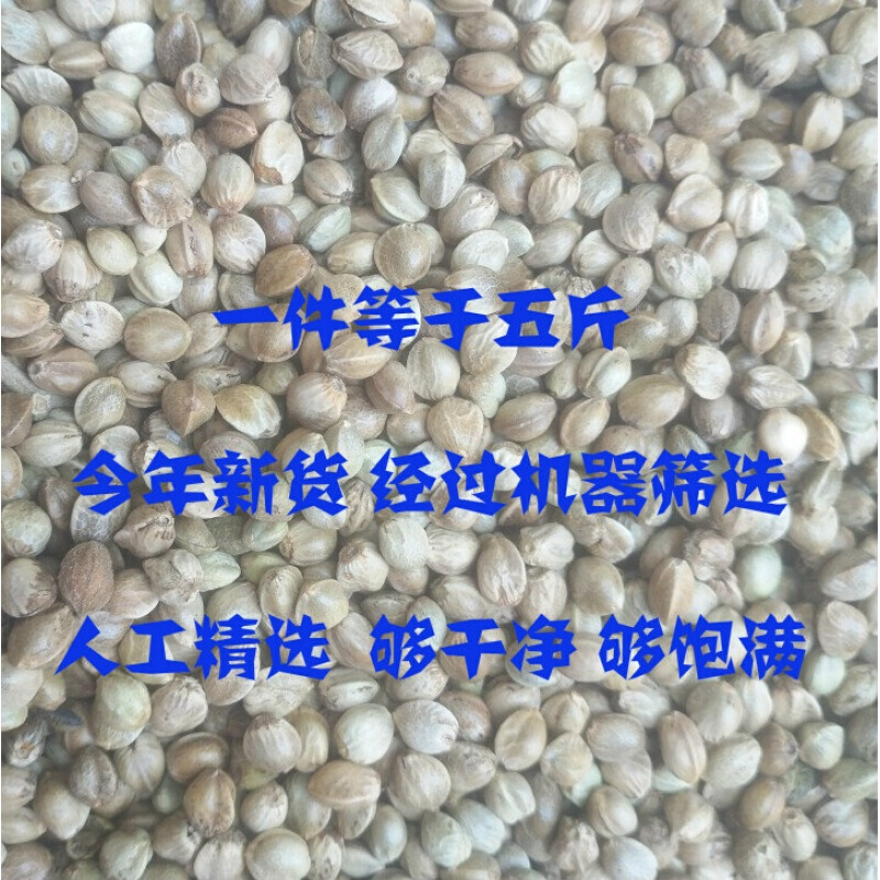 麻子麻籽火麻仁中颗粒鹦鹉鸟食鸟粮饲料仓鼠粮鸽子粮食